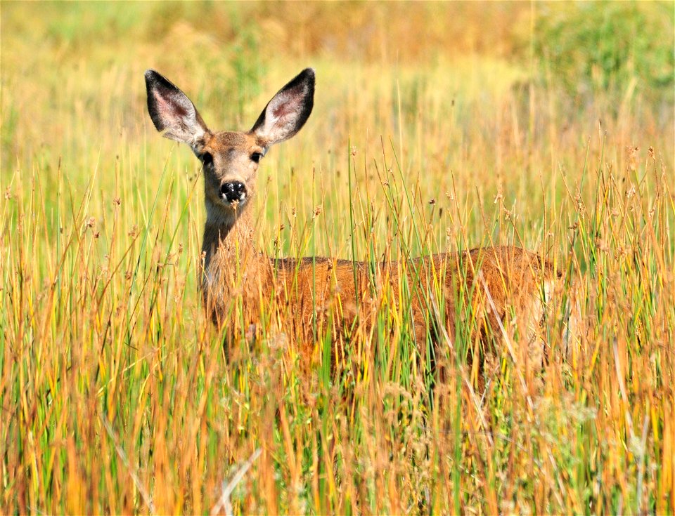 Photo: Tom Koerner/USFWS