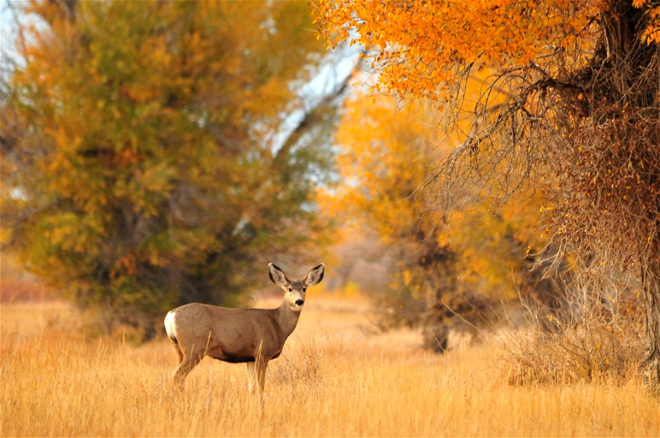Photo:  Tom Koerner/USFWS