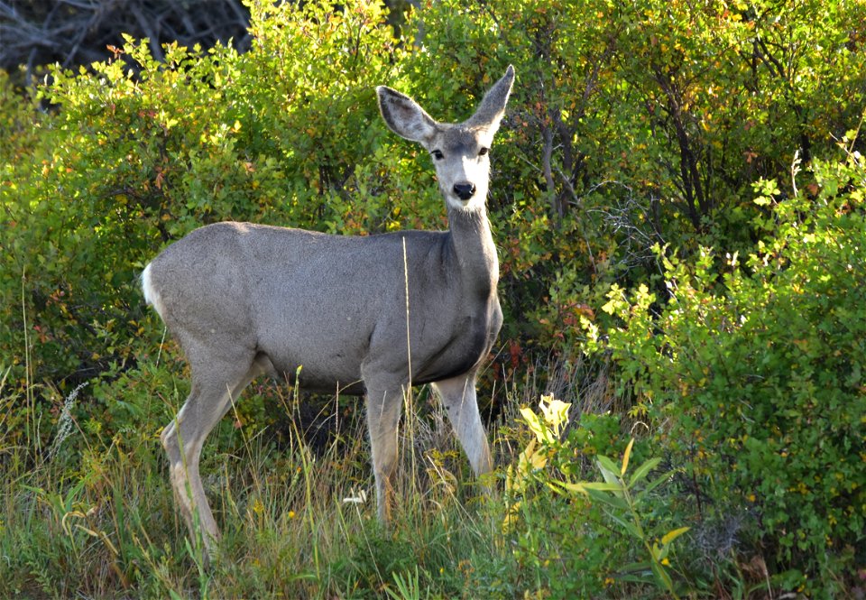 A mule deer along the Green River in riparian habitat.  Photo: Tom Koerner/USFWS