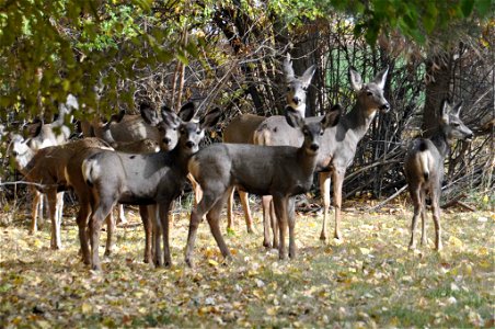 Image title: Deer (Odocoileus species) herd Image from Public domain images website, http://www.public-domain-image.com/full-image/fauna-animals-public-domain-images-pictures/deers-public-domain-image photo