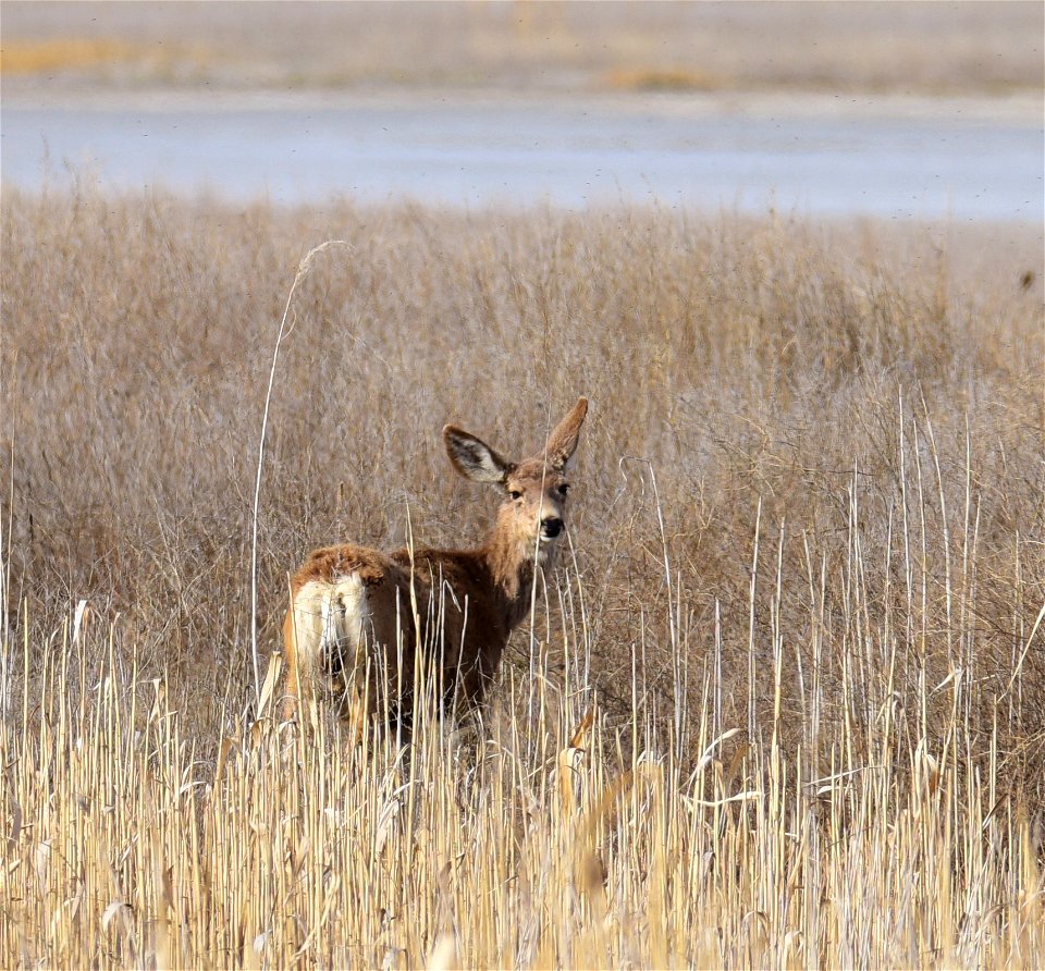 Category: Other Wildlife

Photo Credit: J. Hodges