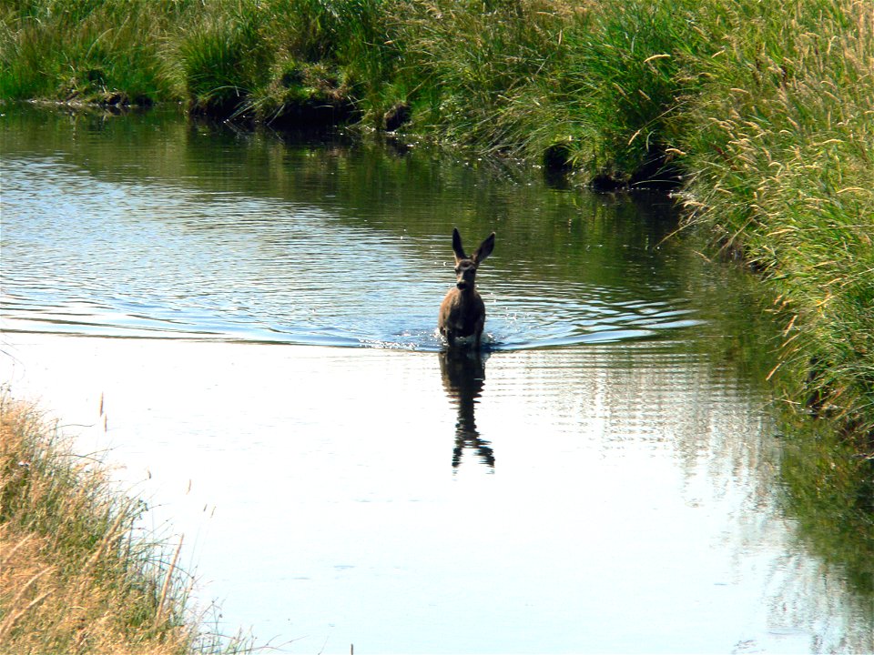 Northwest wildlife!
The BLM manages public lands in Oregon and Washington that are home to some of the most diverse and incredible wildlife species and habitats. 
The BLM cooperates closely with state