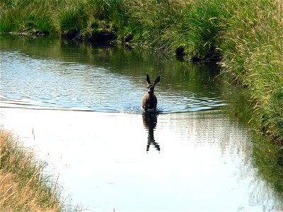 Northwest wildlife!
The BLM manages public lands in Oregon and Washington that are home to some of the most diverse and incredible wildlife species and habitats. 
The BLM cooperates closely with state