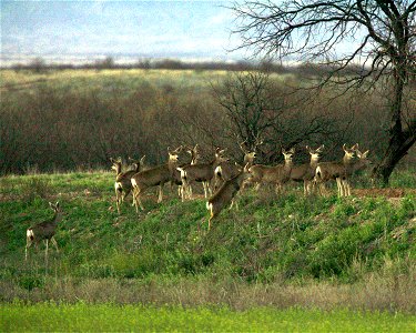 Image title: Deer (Odocoileus species) in field near forest Image from Public domain images website, http://www.public-domain-image.com/full-image/fauna-animals-public-domain-images-pictures/deers-pub photo