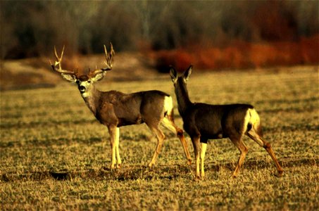 Image title: Male and female mule deer animals odocoileus hemionus
Image from Public domain images website, http://www.public-domain-image.com/full-image/fauna-animals-public-domain-images-pictures/de