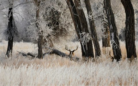 Look close, one mule deer buck is watching the front while the other is watching the back.  Photo: Tom Koerner/USFWS