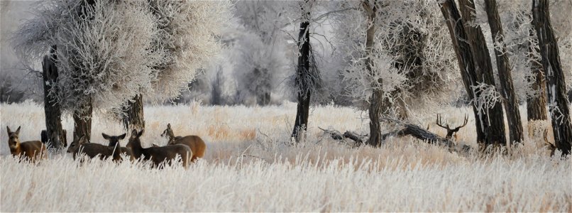 Photo: Tom Koerner/USFWS