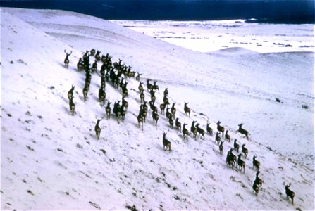 Image title: Mule deer herd mammals Image from Public domain images website, http://www.public-domain-image.com/full-image/fauna-animals-public-domain-images-pictures/deers-public-domain-images-pictur photo