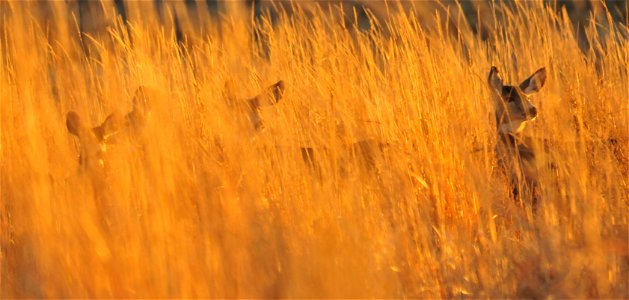 Photo: Tom Koerner/USFWS