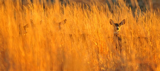 Photo: Tom Koerner/USFWS