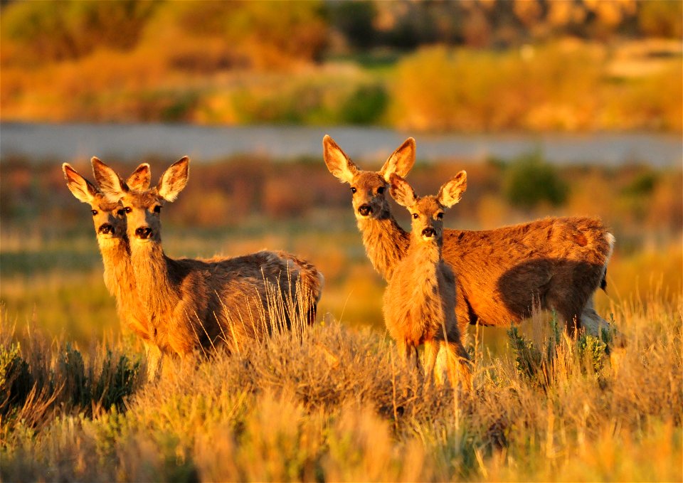 Photo: Tom Koerner/USFWS