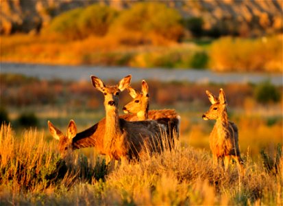 Photo: Tom Koerner/USFWS