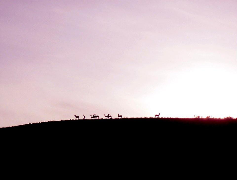 Wildlife on the horizon!
The BLM manages public lands in Oregon and Washington that are home to some of the most diverse and incredible wildlife species and habitats. 
The BLM cooperates closely with 