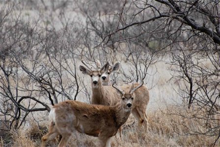 Image title: Three deer bucks stand in a wooded area
Image from Public domain images website, http://www.public-domain-image.com/full-image/fauna-animals-public-domain-images-pictures/deers-public-dom