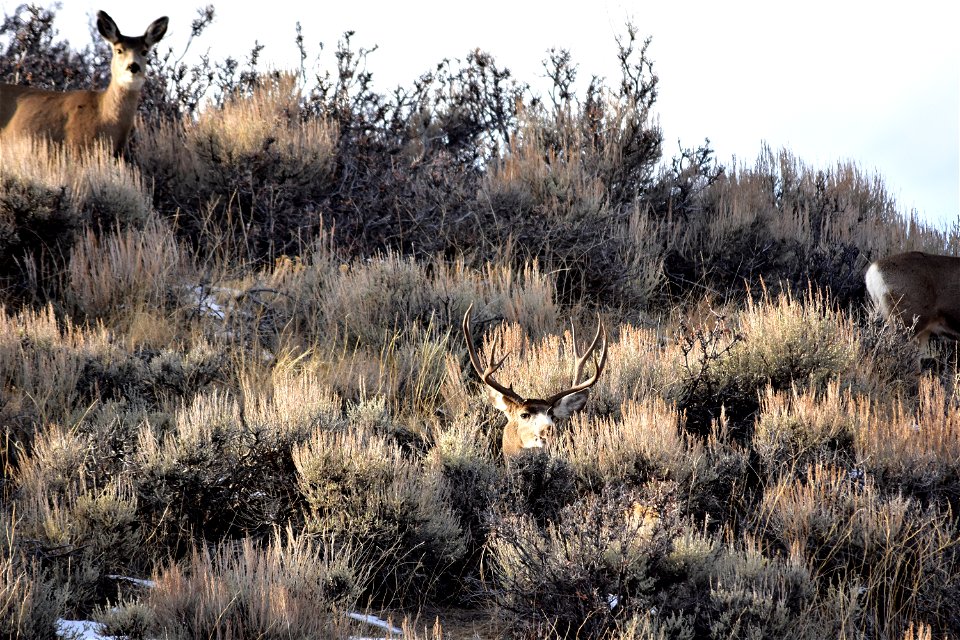 Photo: Tom Koerner/USFWS