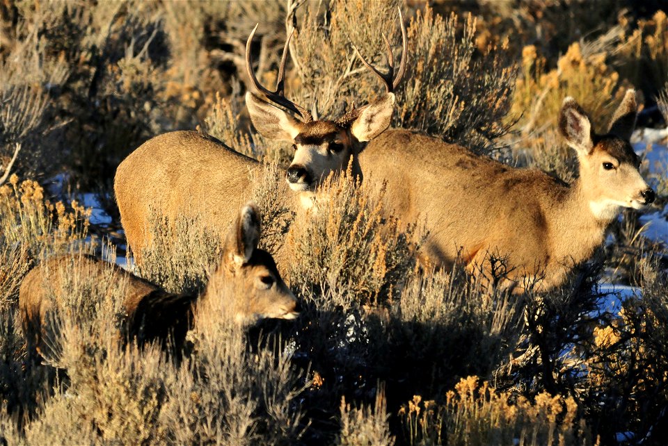 Mule deer in southwest Wyoming moving from areas they spend the summer in the higher elevations of the Wyoming Range to wintering areas at lower elevations that include large areas of sage steppe habi