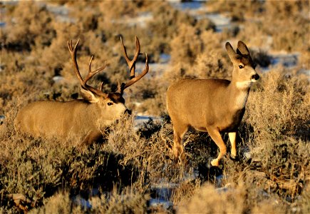 Mule deer in southwest Wyoming moving from areas they spend the summer in the higher elevations of the Wyoming Range to wintering areas at lower elevations that include large areas of sage steppe habi