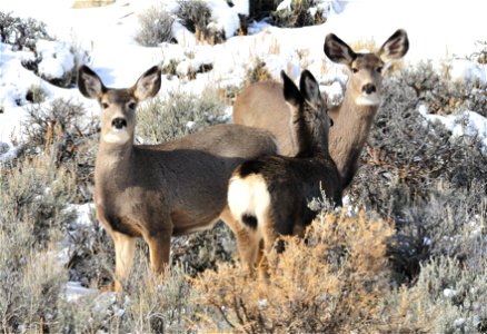 Mule deer in southwest Wyoming moving from areas they spend the summer in the higher elevations of the Wyoming Range to wintering areas at lower elevations that include large areas of sage steppe habi