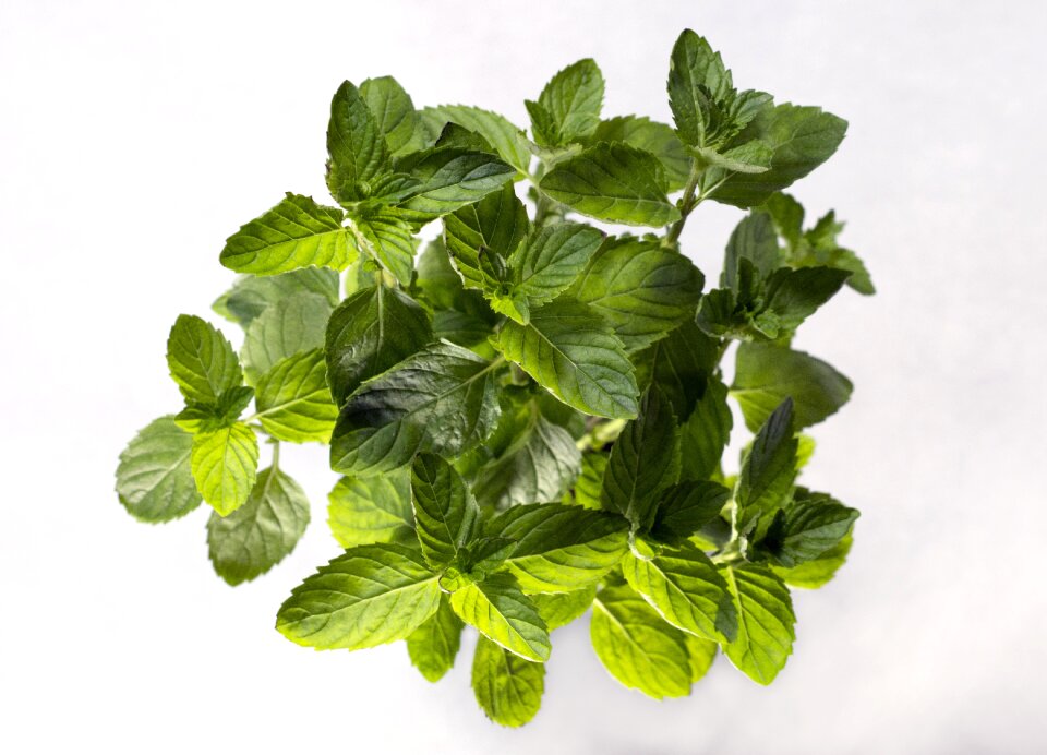 Leaves green aerial