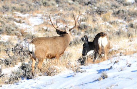 Mule deer in southwest Wyoming moving from areas they spend the summer in the higher elevations of the Wyoming Range to wintering areas at lower elevations that include large areas of sage steppe habi