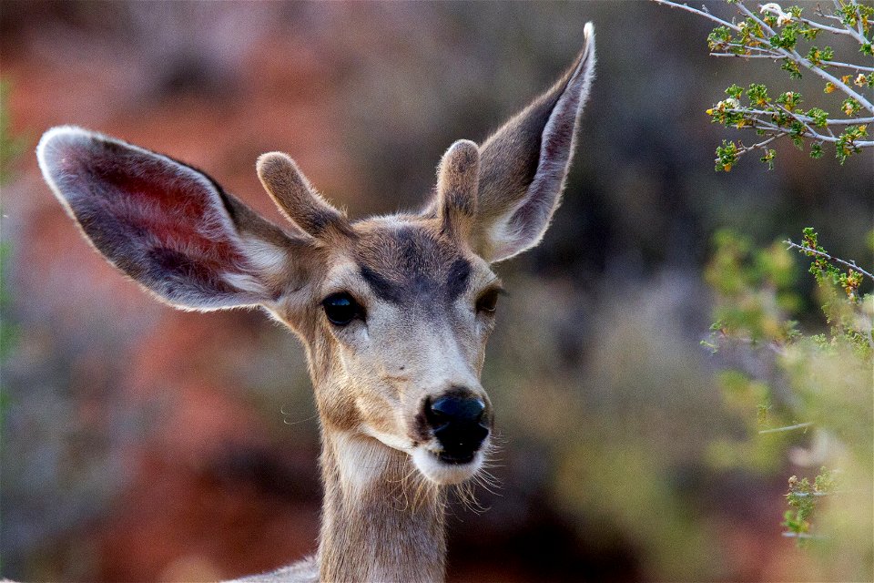 (NPS Photo by Andrew Kuhn)