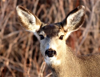 Photo: Tom Koerner/USFWS