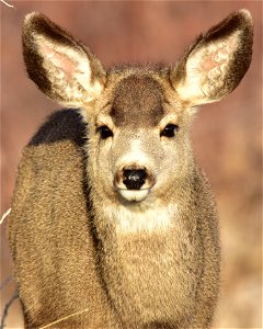 Photo: Tom Koerner/USFWS