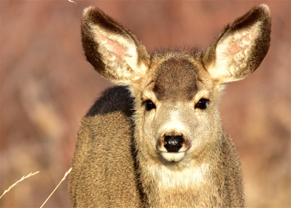 Photo: Tom Koerner/USFWS