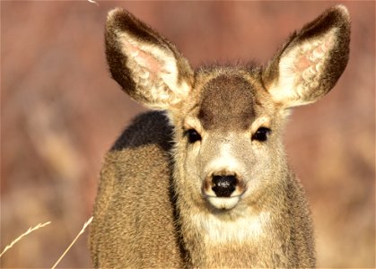 Photo: Tom Koerner/USFWS