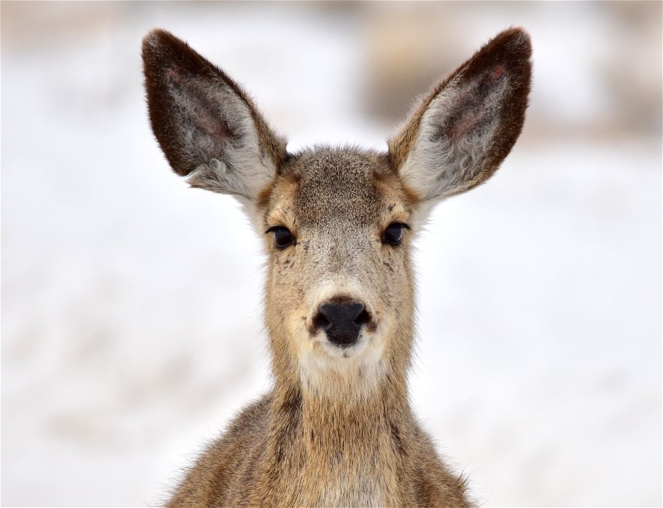 Photo: Tom Koerner/USFWS