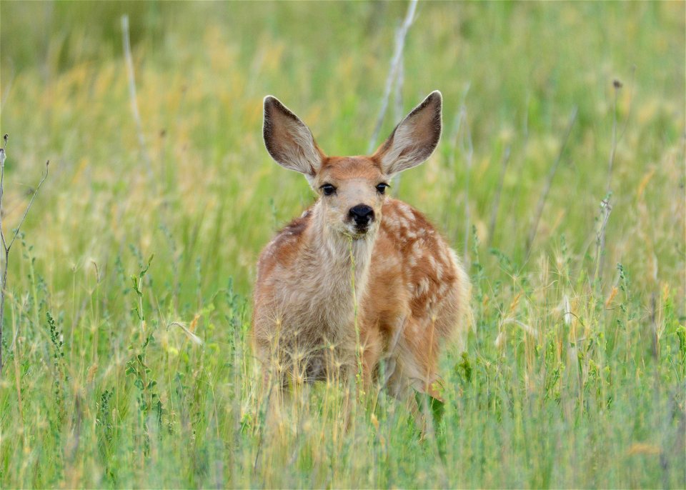 Category: Other Wildlife - 2nd place

Photo Credit: J. Barney