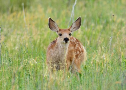 Category: Other Wildlife - 2nd place

Photo Credit: J. Barney