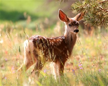 Fawn Under a tree