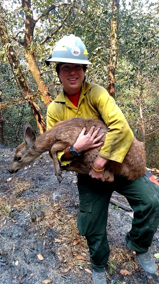 Our fire apprentices on the RRSNF do amazing things!
Jeanette is one of our new apprentices on the Gold Beach RD, and while assigned to the Chetco Bar Fire, she came across this poor fawn who needed s