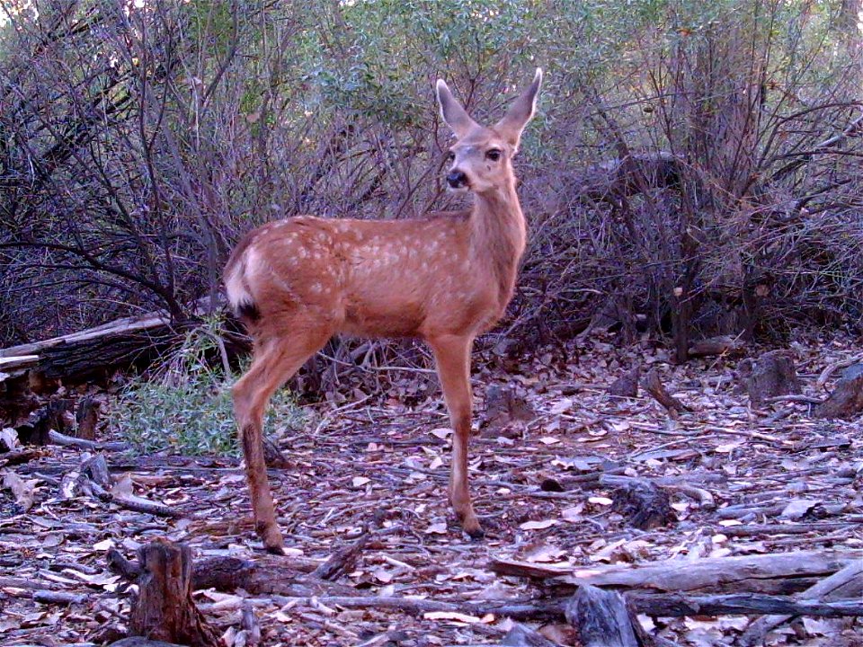 Bosque del Apache National Wildlife Refuge, NM
Camera trap project by Matthew Farley, Jennifer Miyashiro and James Stuart

Photo made available by J.N. Stuart, Creative Commons
