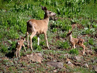 Bozeman photo photo