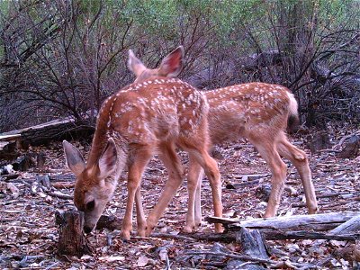 Bosque del Apache National Wildlife Refuge, NM Camera trap project by Matt Farley, Jennifer Miyashiro, and J.N. Stuart. Photo: J.N. Stuart, Creative Commons photo