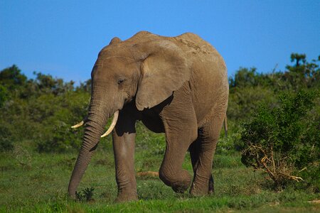 Addo national park