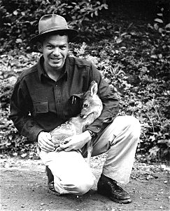 Image title: Person and blacktailed fawn Image from Public domain images website, http://www.public-domain-image.com/full-image/vintage-photography-public-domain-images-pictures/person-and-blacktailed photo