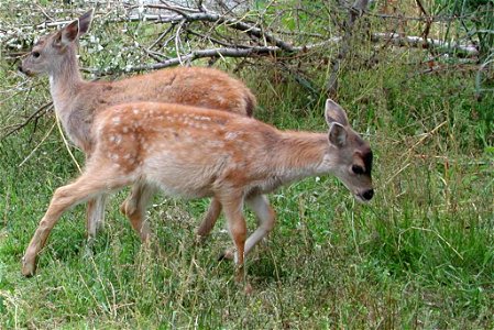 Image title: Sitka black tailed deer young fawns odocoileus hemionus sitkensis
Image from Public domain images website, http://www.public-domain-image.com/full-image/fauna-animals-public-domain-images