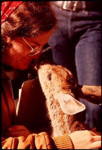 STUDENTS FROM DENVER PUBLIC SCHOOLS MAKE FRIENDS WITH TWO-WEEK-OLD FAWN, ORPHANED WHEN ITS MOTHER WAS HIT BY A CAR. IT IS BEING CARED FOR BY WORKERS AT THE BALARAT NATURE CENTER IN THE ROCKY MOUNTAIN 