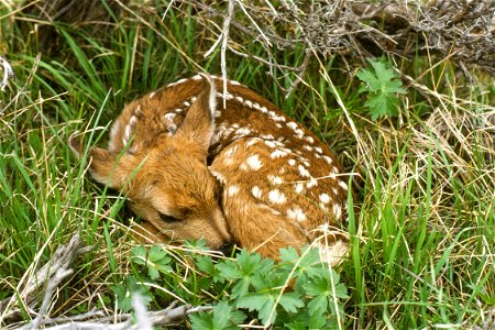 Newborn deer fawn.