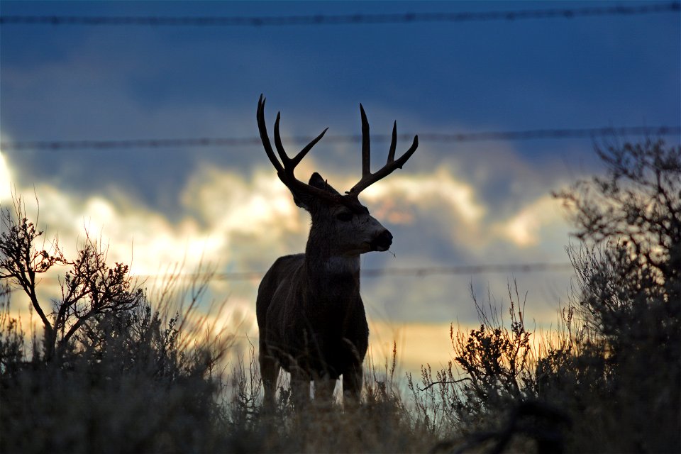 Stunning photos of a buck at sunset in eastern Oregon were captured not far from where the Dry Gulch Fire burned during the 2015 wildfire season.
The photos were captured in early December, 2015, by S