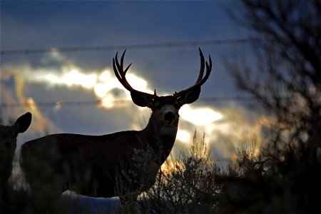 Stunning photos of a buck at sunset in eastern Oregon were captured not far from where the Dry Gulch Fire burned during the 2015 wildfire season. The photos were captured in early December, 2015, by S photo