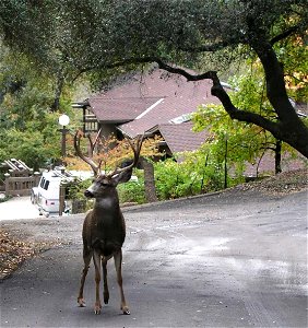 Odocoileus hemionus californicus - A buck in the Fall 2005