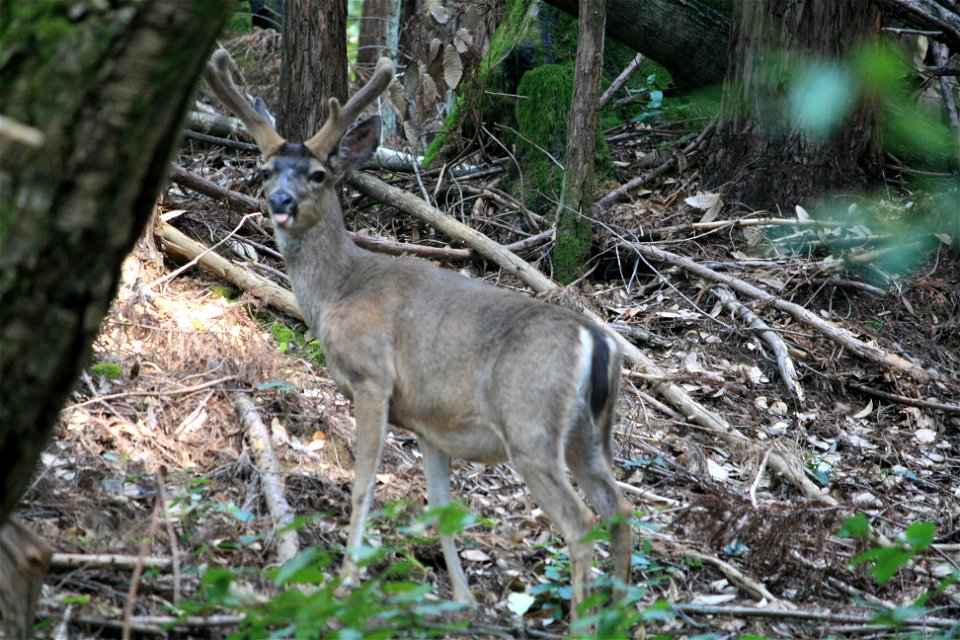 California Mule Deer Buck