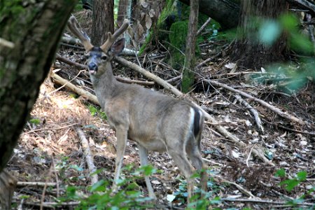 California Mule Deer Buck