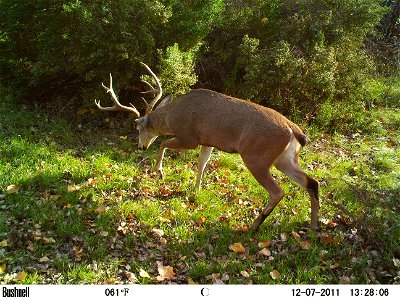 A 5 by 6 point buck black-tailed deer (Odocoileus hemionus columbianus) taken by a trail camera photo in Sacramento River National Wildlife Refuge, California