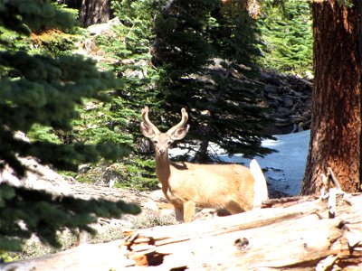 Deer Buck photo