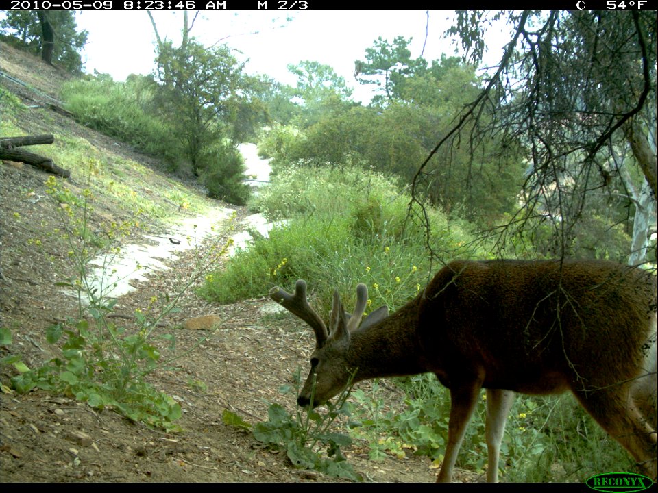 A deer grazing near Mulholland Highway.